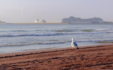 seagull on the beach