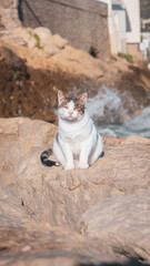 cat on the rocks on the beach