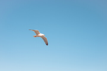 seagull in the sky