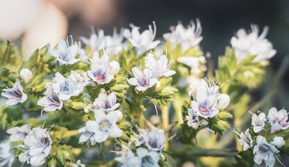 white flowers in the garden