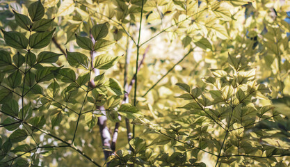 green leaves background