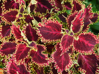 Coleus Solenostemon scutellarioides with yellow green leaves and red edges close up. Expressive nature close up. Copyspace.