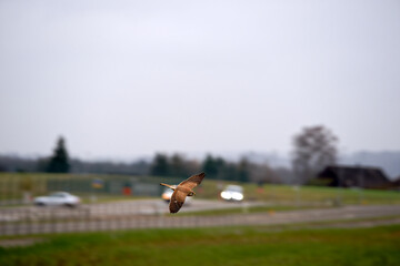 Common kestrel Falco tinnunculus flying over agriculture field with prey on a foggy winter day. Photo taken December 24th, 2025, Zurich Oberglatt, Switzerland.