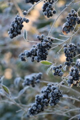 wild Privetfberry with Hoarfrost