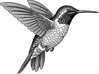 Detailed black and white hummingbird illustration in flight isolated on white background for nature art, wildlife design, engraving style vector illustration © World_Of_Vector