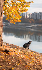 autumn in the park with a black cat
