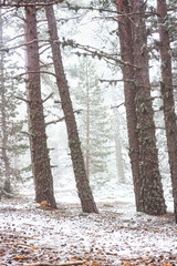 winter forest in the morning