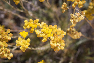 yellow flowers on a branch