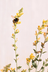 yellow  flowers and a bee on a white background