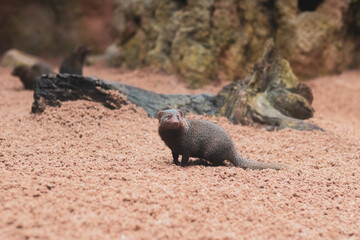 Ruddy Mongoose in the sand 