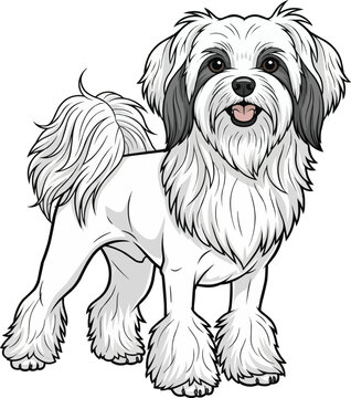lowchen dog standing groomed elegant stance facing front
