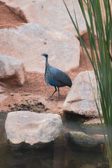 Vulturine guinea fowl walking in the zoo 