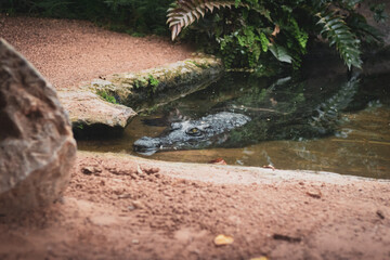 crocodile in the water