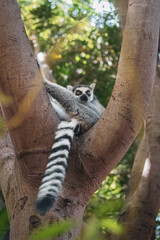 Obraz premium ring tailed lemur on the tree