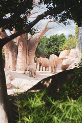 group of elephants at the zoo 