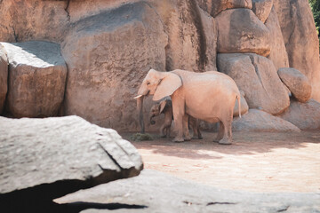 Mother elephant with baby at the zoo