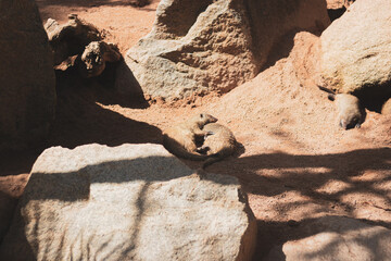 banded mongoose on the zoo