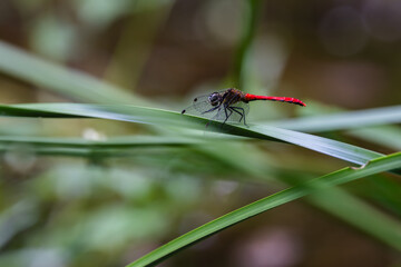 赤とんぼ © tanekatsu