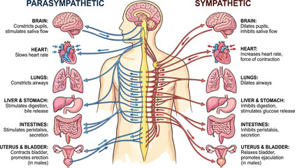 Autonomic nervous system, parasympathetic vs sympathetic, human anatomy, organ function, medical diagram, educational chart, flat vector illustration