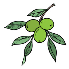 Olive  buds and leaves on branch on white background