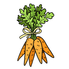 Bunch of ripe carrots tied with a ribbon on white background
