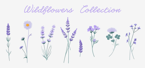 Collection of purple wildflowers and lavender stems. Minimalist  illustration of lavender, daisies, and clover on a light background for design