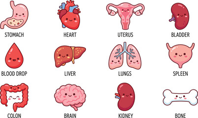 Smiling human organs cartoon set, educational anatomy illustration, kids biology chart, flat vector design, editable, medical reference © Creative Mind