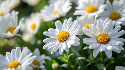 Close-up of vibrant white daisies with yellow centers in a lush green field