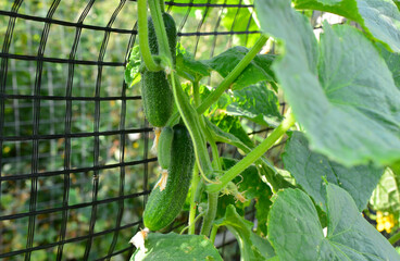 Fresh Young Cucumbers Growing on a Trellis in a Garden copy space