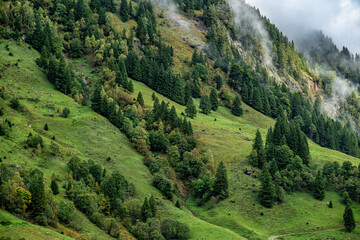 Foggy green mountainside with pine trees in the Austrian Alps
