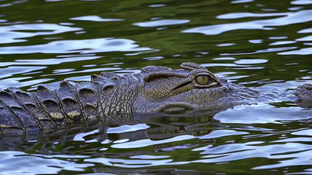 Crocodile head swimming river close up. Dangerous reptile predator lurking water surface. Wild animal nature