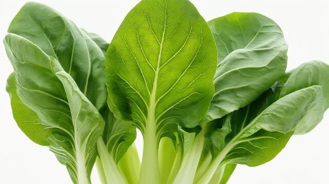 Fresh Green Leafy Vegetable Bunch