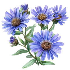 watercolor of Aster Flower draw, isolated on a white background.