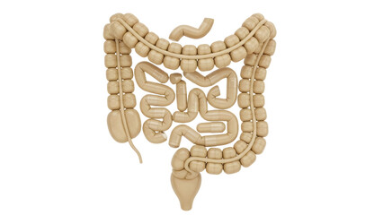 3D illustration of the human large intestine and colon anatomy model, perfect for medical education and health awareness