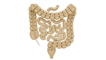3D illustration of the human large intestine and colon anatomy model, perfect for medical education and health awareness