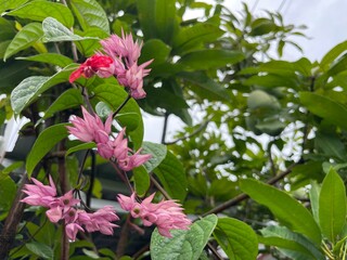 pink flowers in a garden