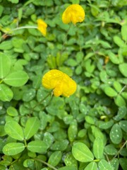 water lily in the pond