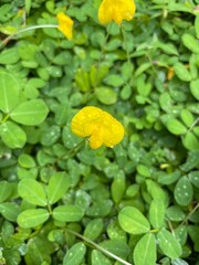 lotus flower in the pond