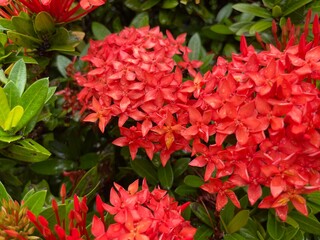 red flowers in the garden