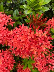 red flower background