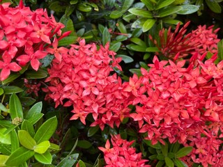 red flowers in the garden