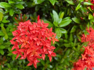 red flowers in the garden
