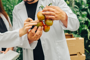 Two nutritionists holding bunch of tomatoes. Close-up. Research in field of healthy nutrition. Studying the quality of organically grown produce. Early-ripening tomato varieties grown in a greenhouse.