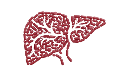 Human liver anatomy with blood vessels illustration showing detailed organ structure, medical education and healthcare concept