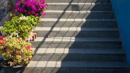 Bougainvillea flowers in a pot and stairs in the background The Photo using background 