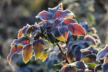 Mahonia in the Backlight with Hoarfrost