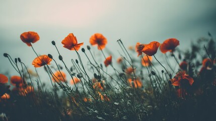 Obraz premium sedative. Field of poppy flowers swaying in gentle breeze, botanical tranquility scene. gardening catalogs, home-decor guides, designed for home decor and floral branding.