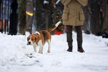 Man walking a dog in winter park. Concept of cold weather, snowfall in the city