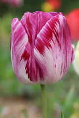 日本の春の庭に咲くピンク色と白のバイカラーのチューリップの花