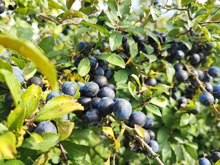 Close-up of fresh blueberries on a bush, ready for harvest